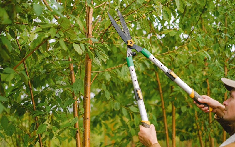 Tree trimming in Eddyville, IA